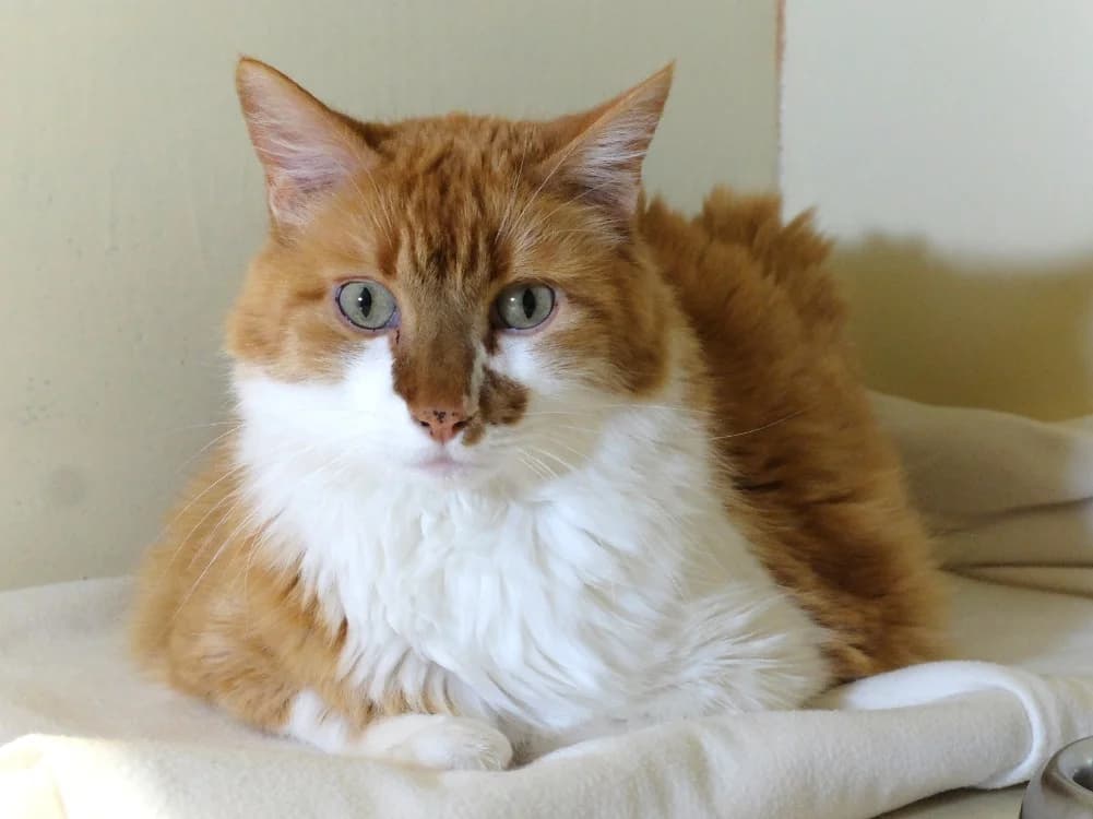 BOUBA PAB28676, male senior mixed breed for adoption at SPA Plaisir, Plaisir