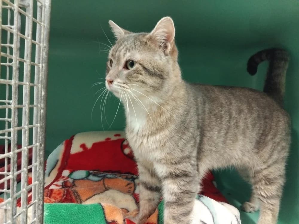 PICODON PAB28684, male mixed breed for adoption at SPA Plaisir, Plaisir