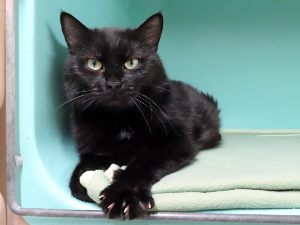 ABONDANCE, female mixed breed for adoption at SPA Plaisir, Plaisir