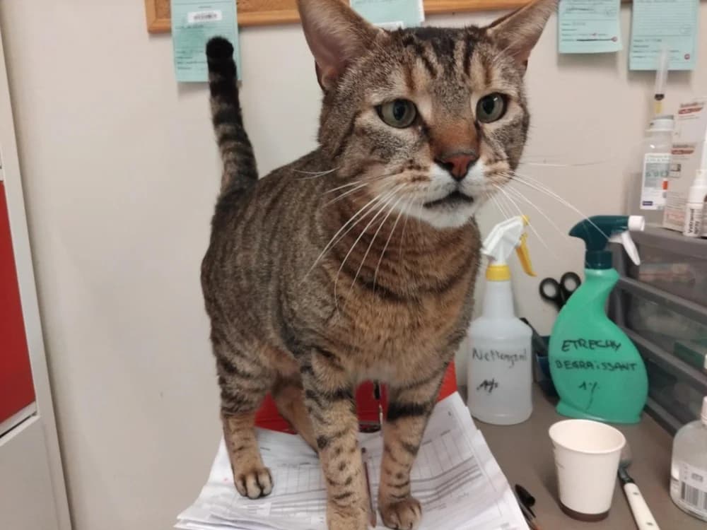 Mars PAB28670, male mixed breed for adoption at SPA Plaisir, Plaisir