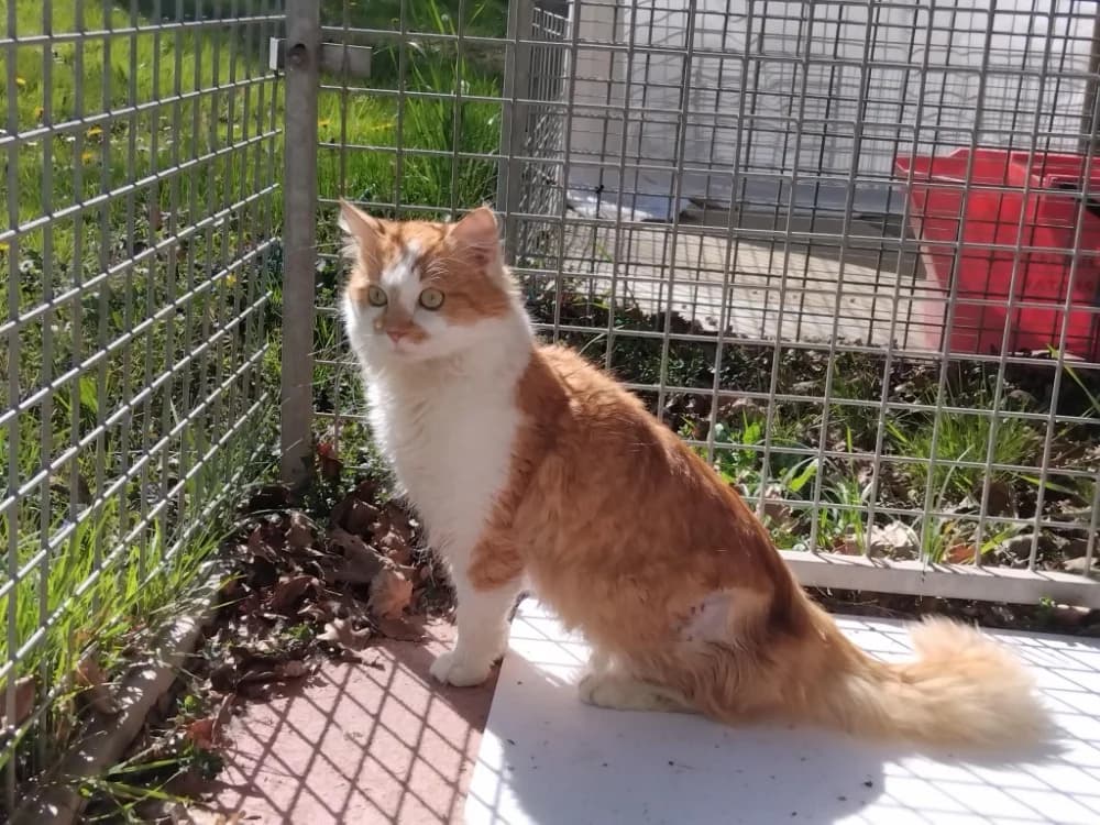 LUTTI PAB28674, male mixed breed for adoption at SPA Plaisir, Plaisir
