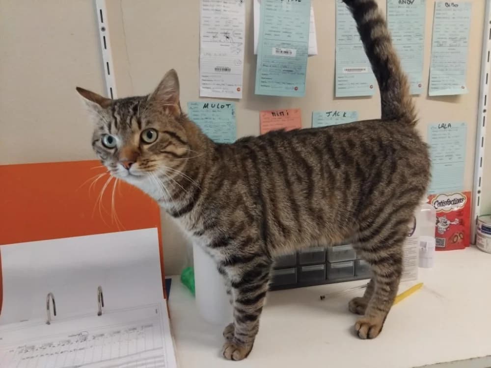 Shakespeare PAB28678, male mixed breed for adoption at SPA Plaisir, Plaisir