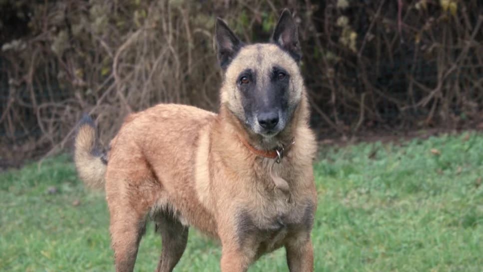 Soham PAA24156, male Belgian Malinois for adoption at SPA Plaisir, Plaisir
