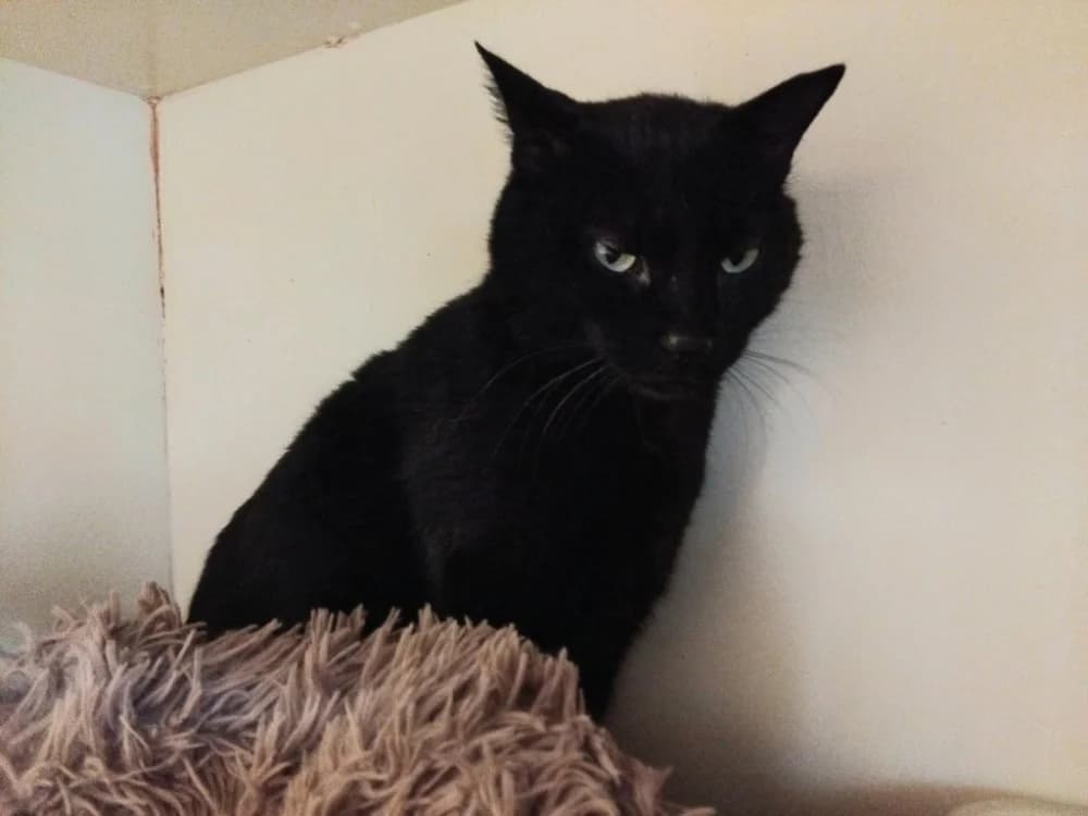 KYRIE PAB28655, male mixed breed for adoption at SPA Plaisir, Plaisir