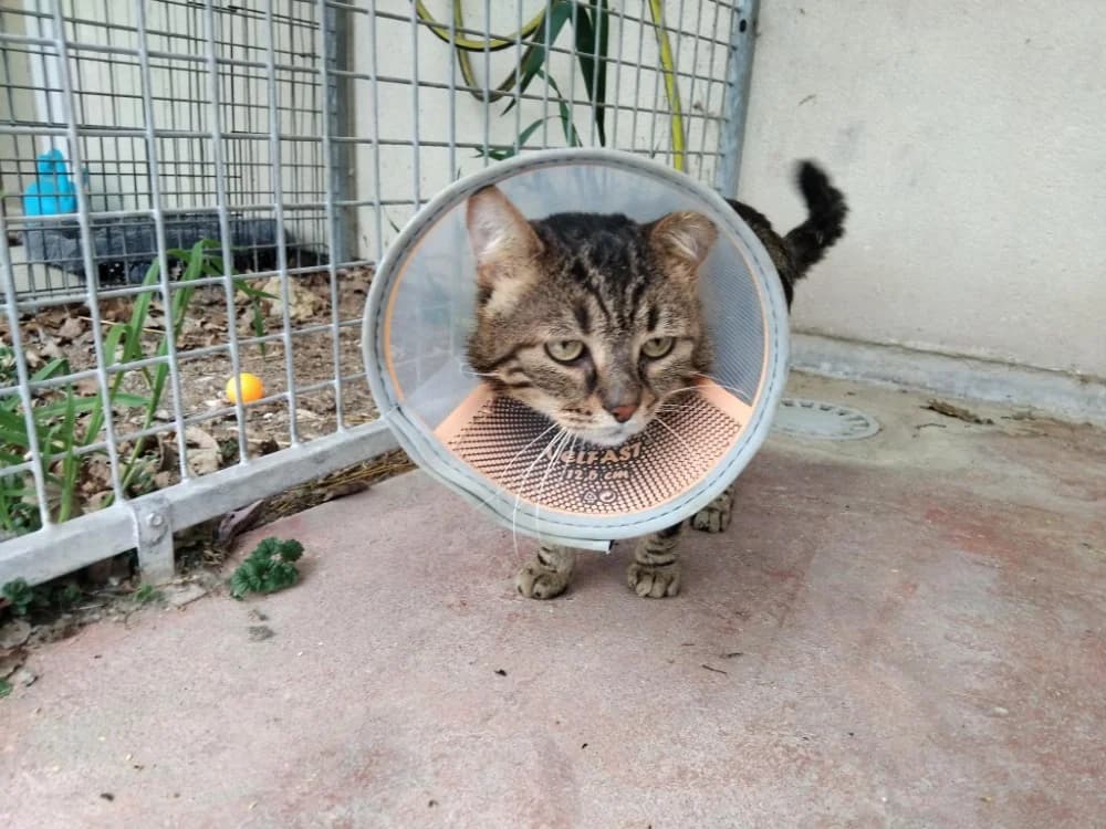 FEDOU PAB28651, male mixed breed for adoption at SPA Plaisir, Plaisir