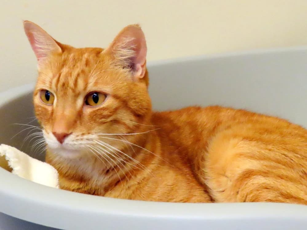 TOONCES PAB28687, male mixed breed for adoption at SPA Plaisir, Plaisir