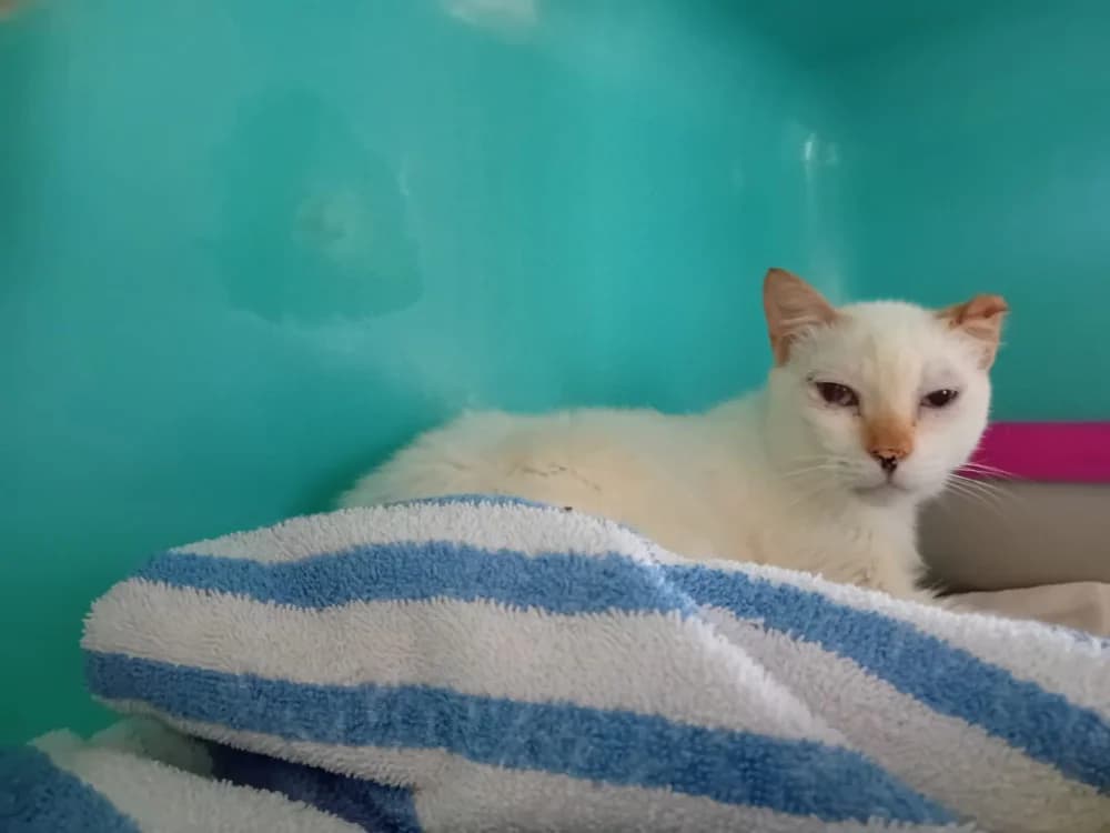 ADONIS PAB28606, male mixed breed for adoption at SPA Plaisir, Plaisir