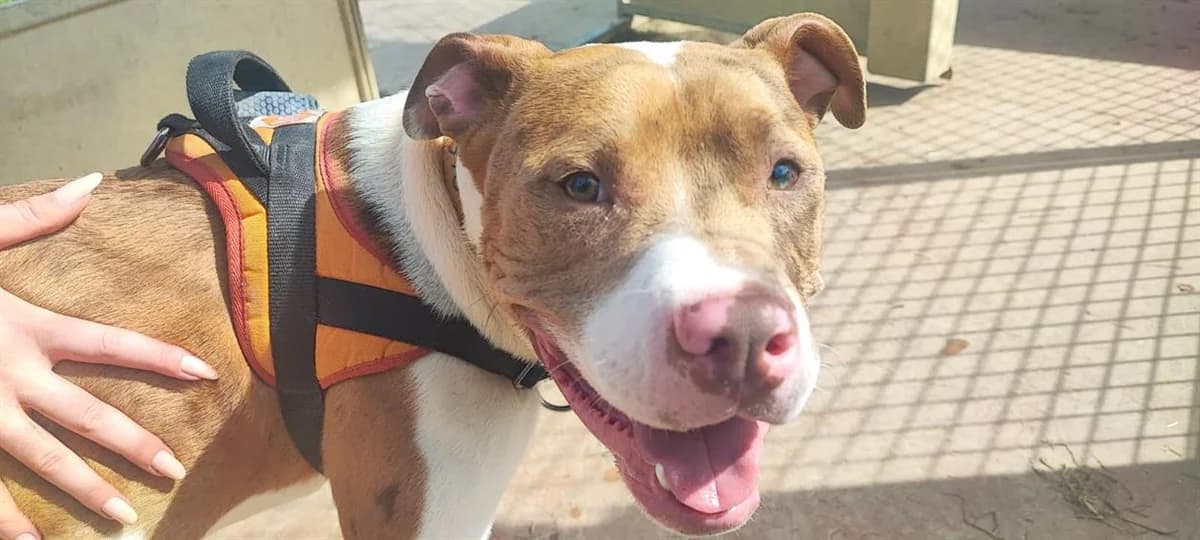 Arnaud PAA24131, male Mixed Breed for adoption at SPA Plaisir, Plaisir