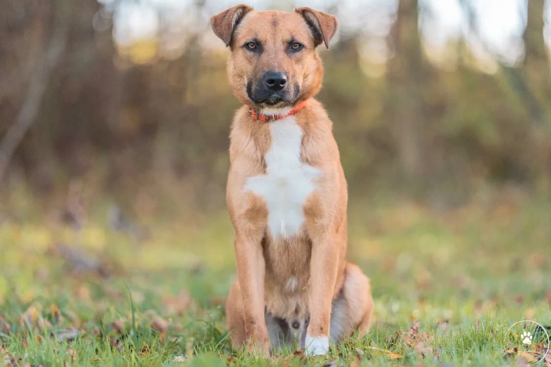 COCO PAA24192, male mixed breed for adoption at SPA Plaisir, Plaisir