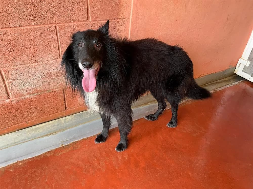 ICKO PAA24195, male Belgian Malinois for adoption at SPA Plaisir, Plaisir