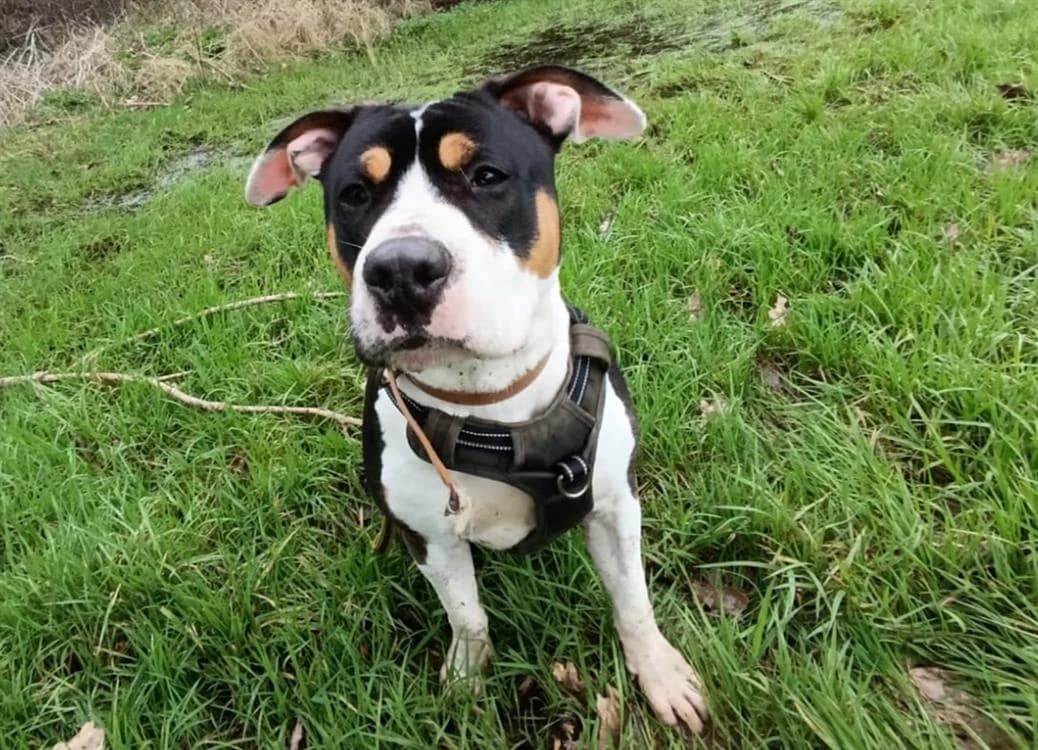 Oslo, male young Staffordshire Bull Terrier for adoption at SPA Plouhinec, Plouhinec