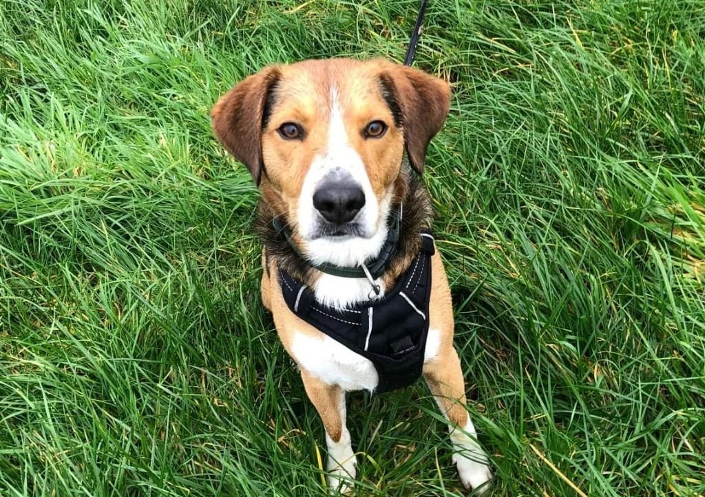 Atso, male 5yo Mixed Breed for adoption at SPA Plouhinec, Plouhinec