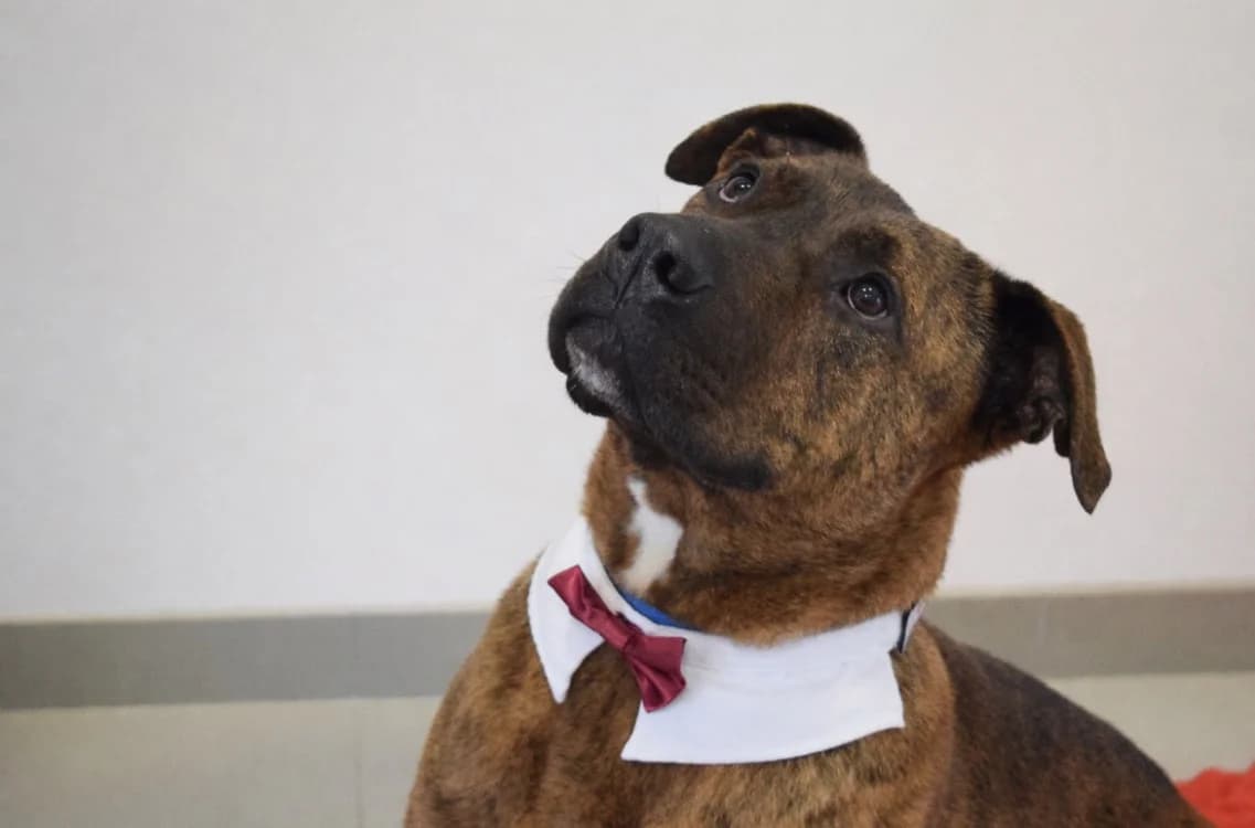 ELI, male Cane Corso for adoption at SPA Pornic, Pornic