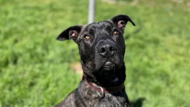 VEGAS, male Cane Corso for adoption at SPA Pornic, Pornic