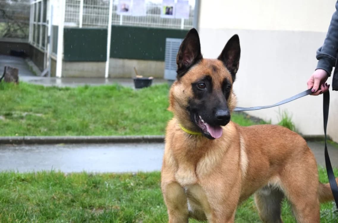 MUZO, male Belgian Malinois for adoption at SPA Pornic, Pornic