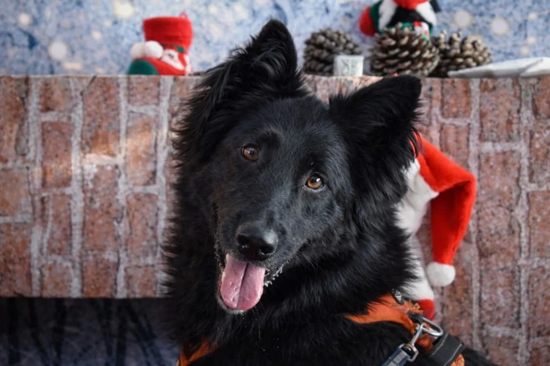 KAYLHI, female Belgian Tervuren for adoption at SPA Pornic, Pornic