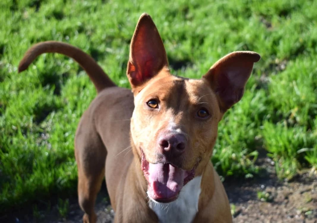 UNIX, male Mixed Breed for adoption at SPA Pornic, Pornic