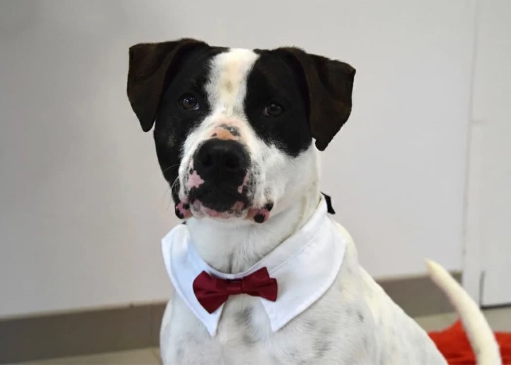 POPEYE, male Pointer for adoption at SPA Pornic, Pornic