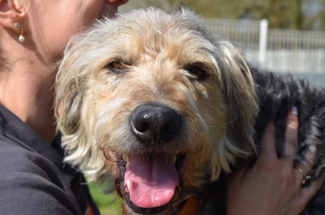 RALF, male mixed breed for adoption at SPA Pornic, Pornic