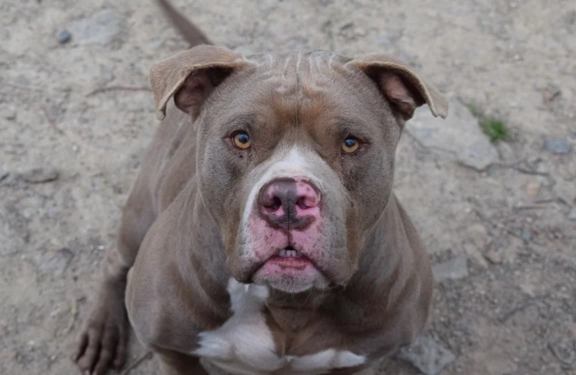 FYSIO, male American Bully for adoption at SPA Pornic, Pornic