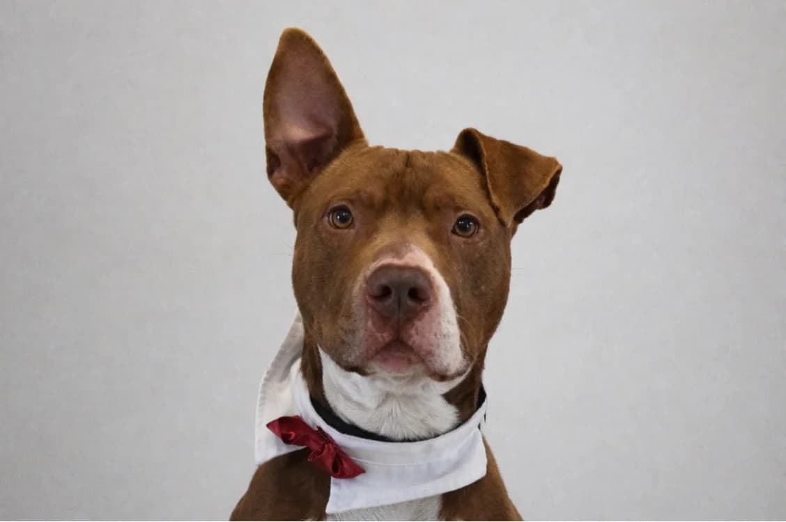 VEGA, male Labrador Retriever for adoption at SPA Pornic, Pornic