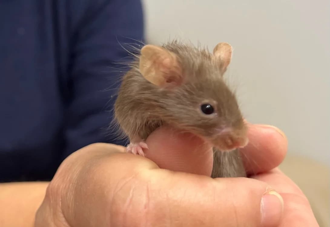 JACKSON, male mixed breed for adoption at SPA Pornic, Pornic