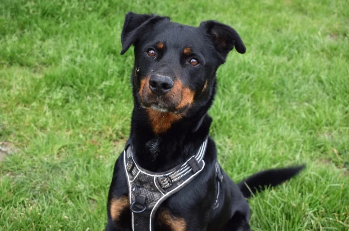 KAZAN, male Mixed Breed for adoption at SPA Pornic, Pornic