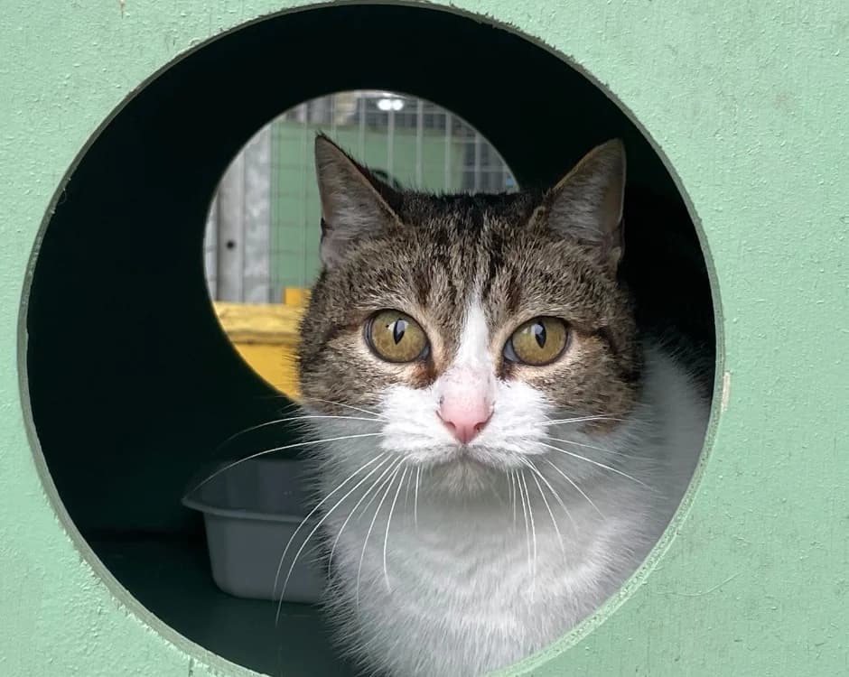 BRIOCHE, female mixed breed for adoption at SPA Pornic, Pornic