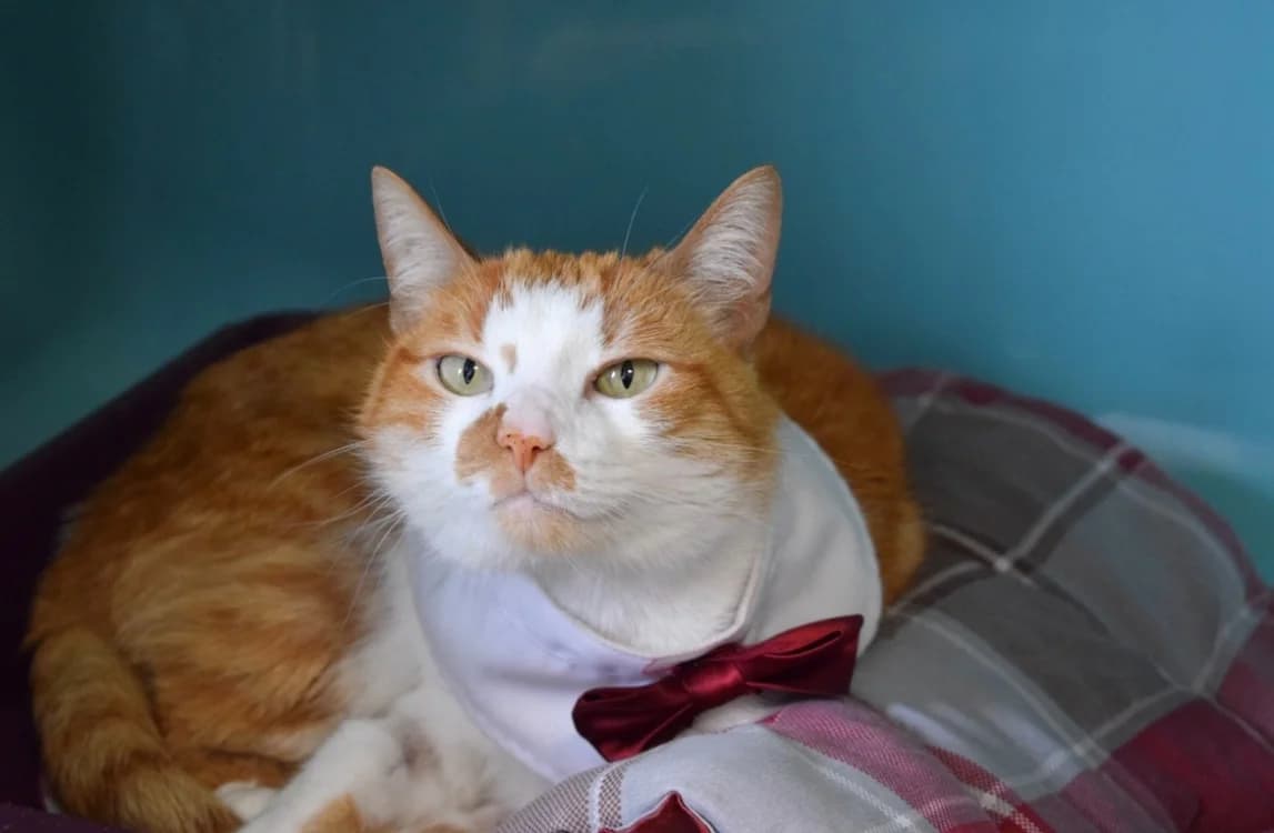 NEO, male mixed breed for adoption at SPA Pornic, Pornic