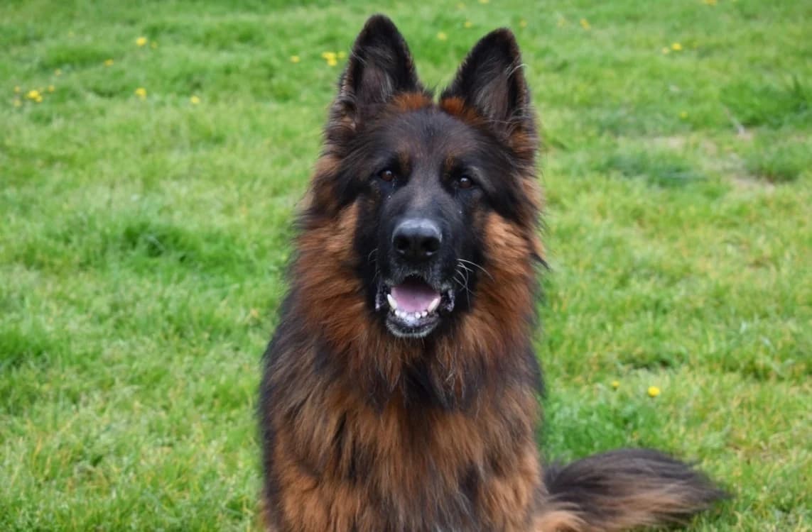 SAM, male German Shepherd for adoption at SPA Pornic, Pornic