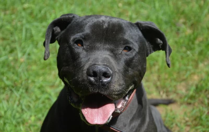 KIWI, male Mixed Breed for adoption at SPA Pornic, Pornic