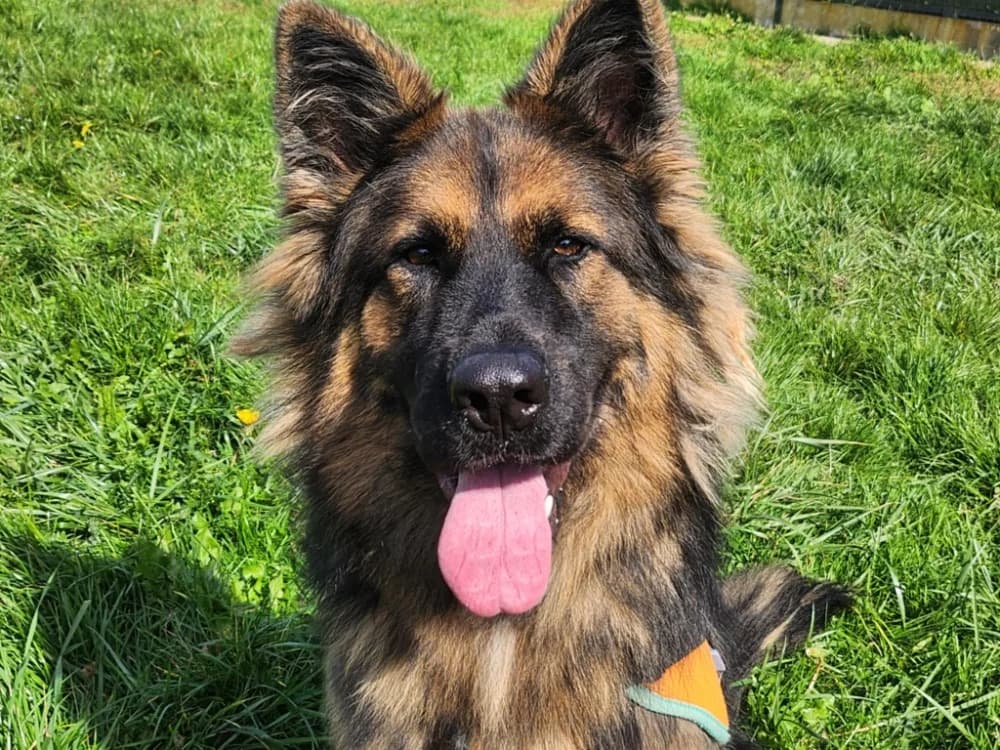 AKIRA, female German Shepherd for adoption at SPA Pornic, Pornic