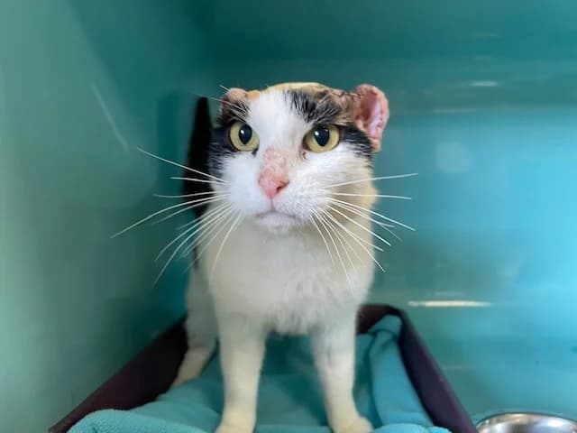 FLEUR, female mixed breed for adoption at SPA Pornic, Pornic