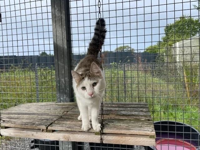 ZEBULON, male mixed breed for adoption at SPA Pornic, Pornic