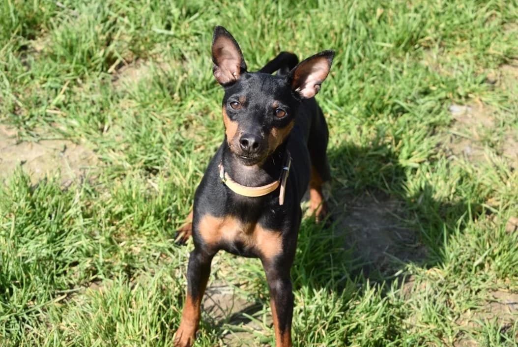 TITOUAN, male mixed breed for adoption at SPA Pornic, Pornic