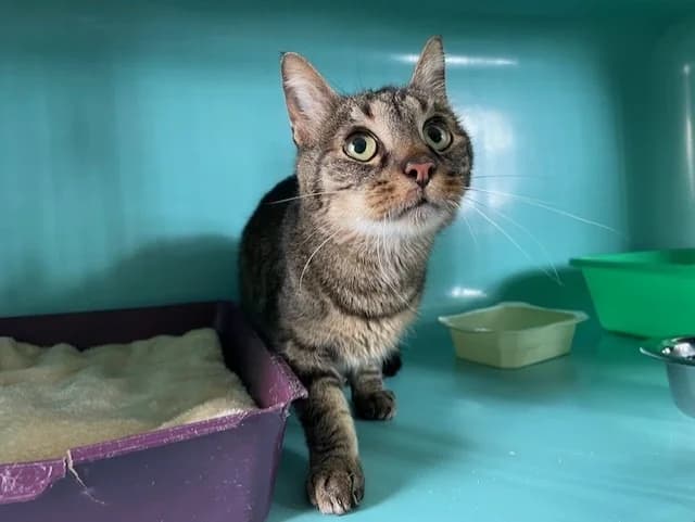 BOULON, male mixed breed for adoption at SPA Pornic, Pornic