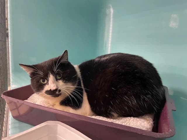 ARCALYS, male mixed breed for adoption at SPA Pornic, Pornic