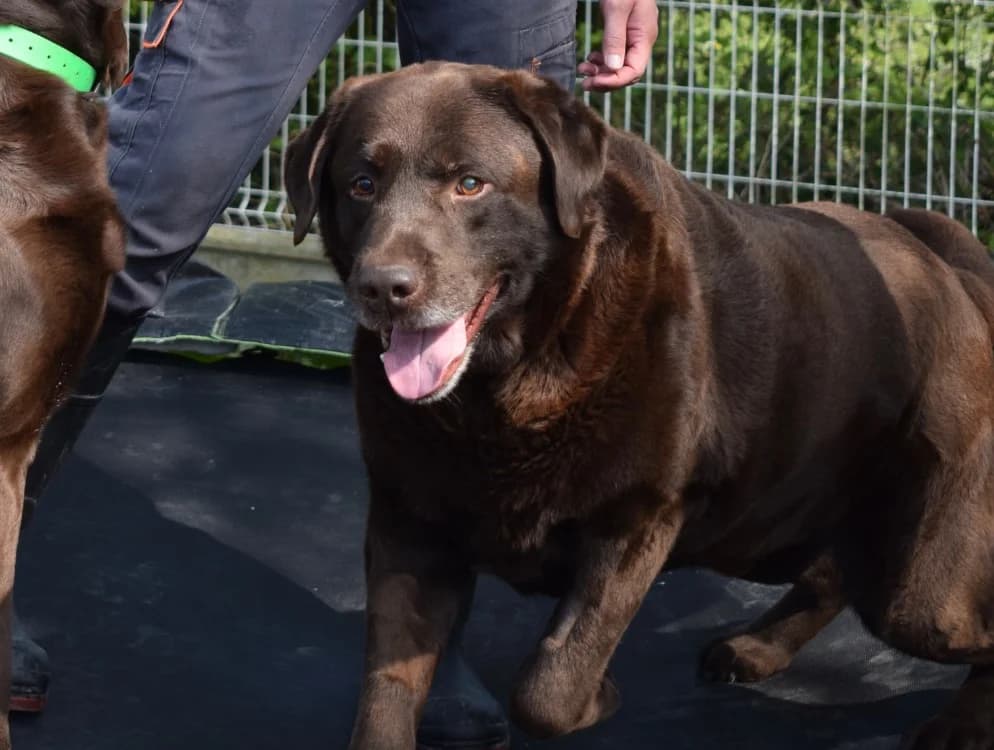 OLIVER, male Labrador Retriever for adoption at SPA Pornic, Pornic