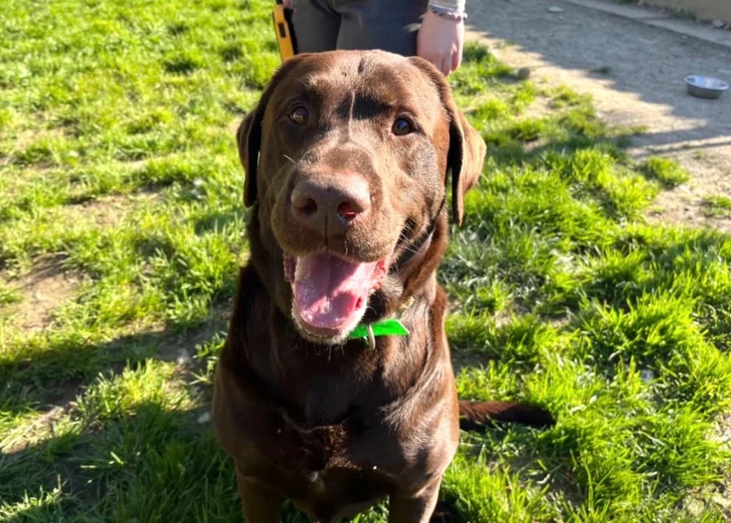 PETIT BLUE, male Labrador Retriever for adoption at SPA Pornic, Pornic