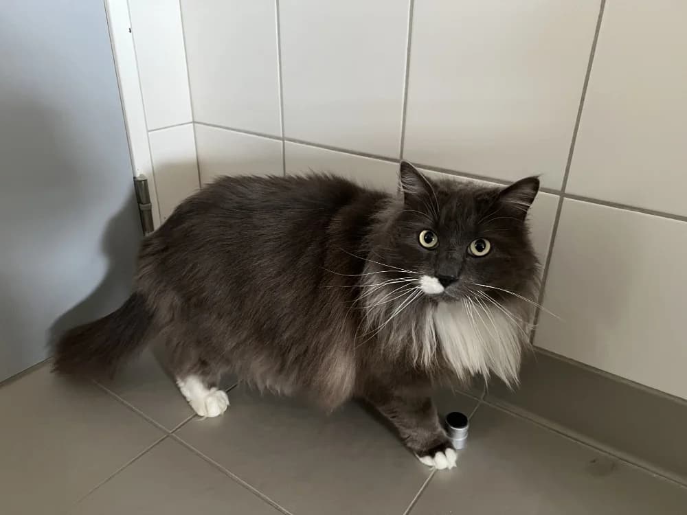 POMPON, male mixed breed for adoption at SPA Pornic, Pornic