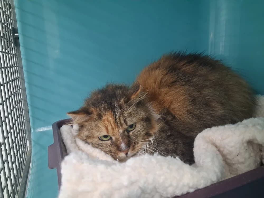 LYZA, female mixed breed for adoption at SPA Pornic, Pornic