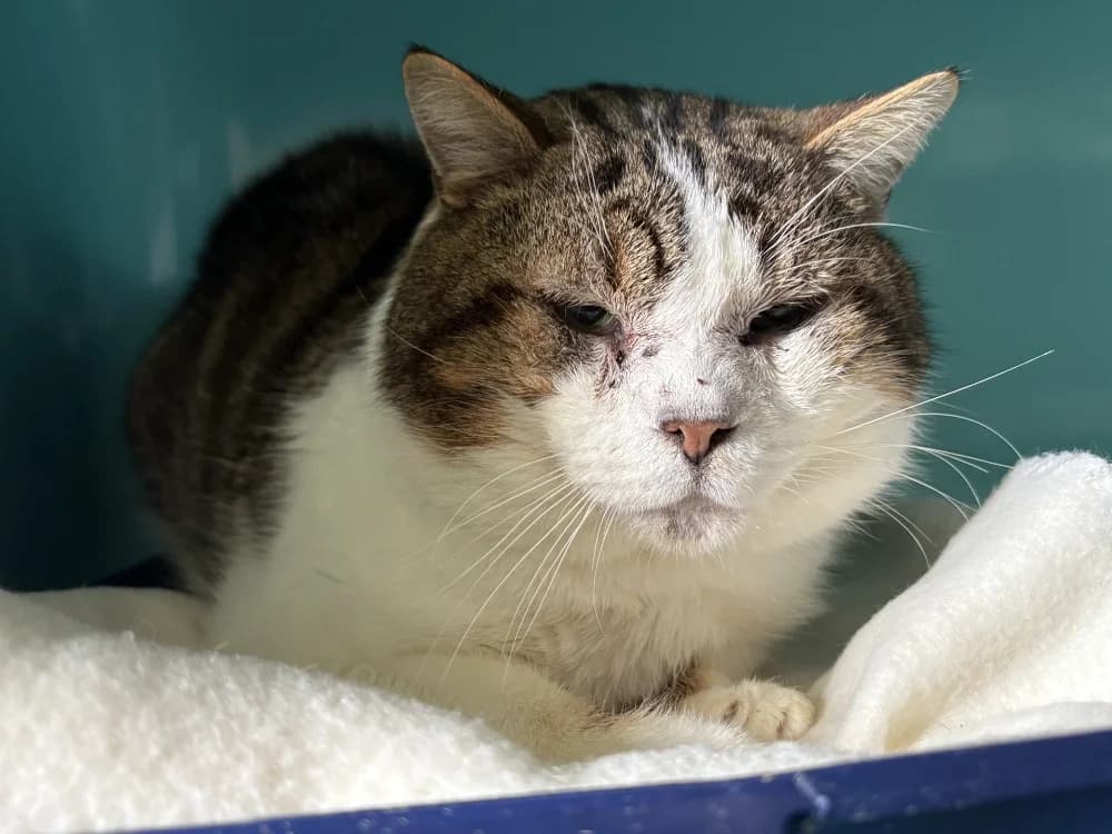 PEPERE, male mixed breed for adoption at SPA Pornic, Pornic