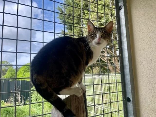 PINS, female mixed breed for adoption at SPA Pornic, Pornic