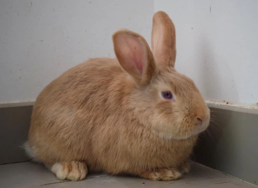 EGLANTINE, female mixed breed for adoption at SPA Pornic, Pornic