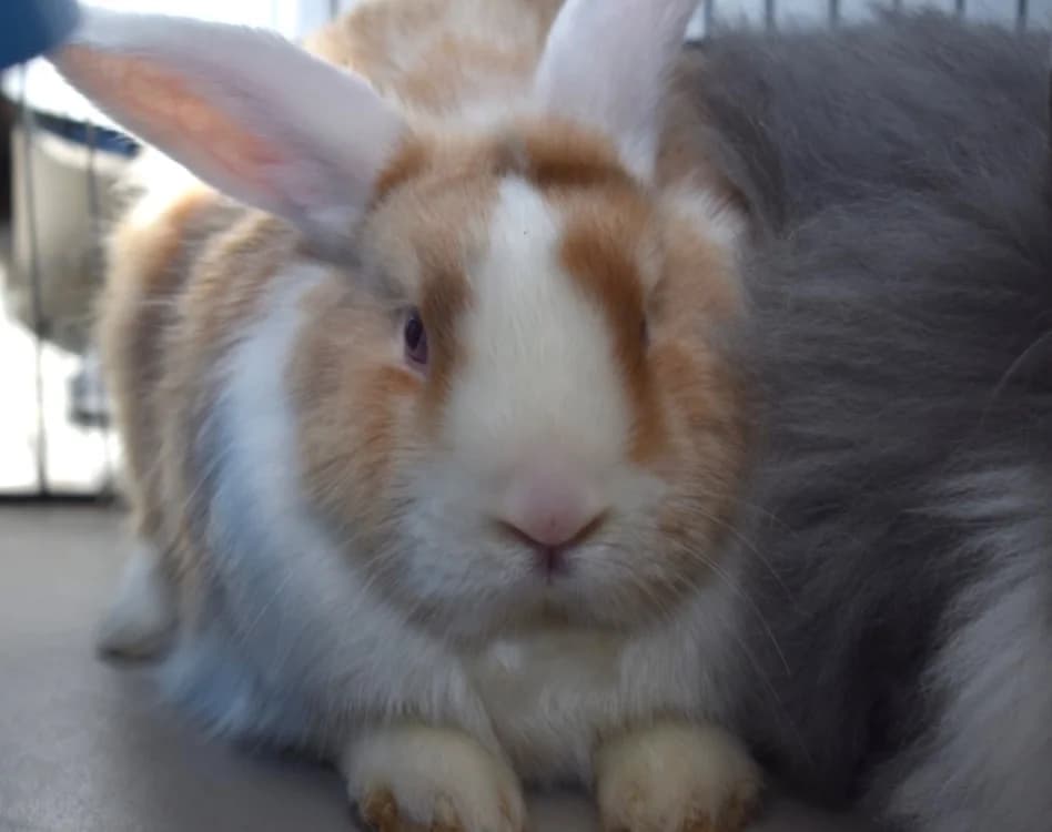 CAMELIA, female mixed breed for adoption at SPA Pornic, Pornic