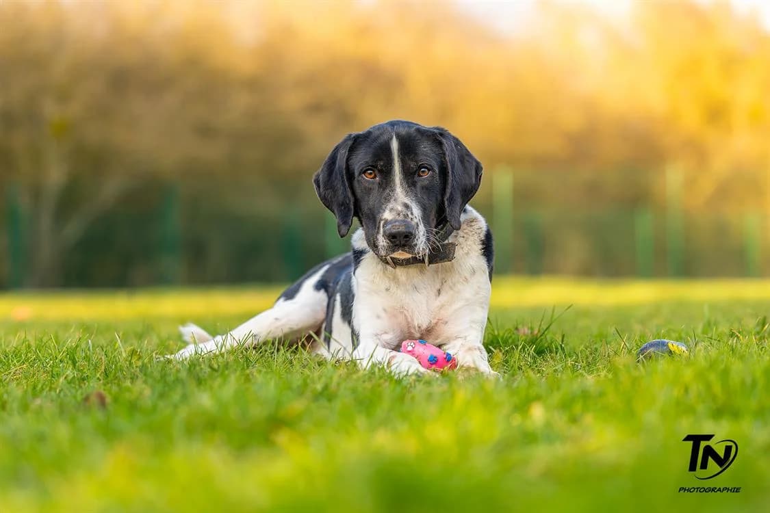 Odda, male senior Pointer for adoption at Amiens), Poulainville