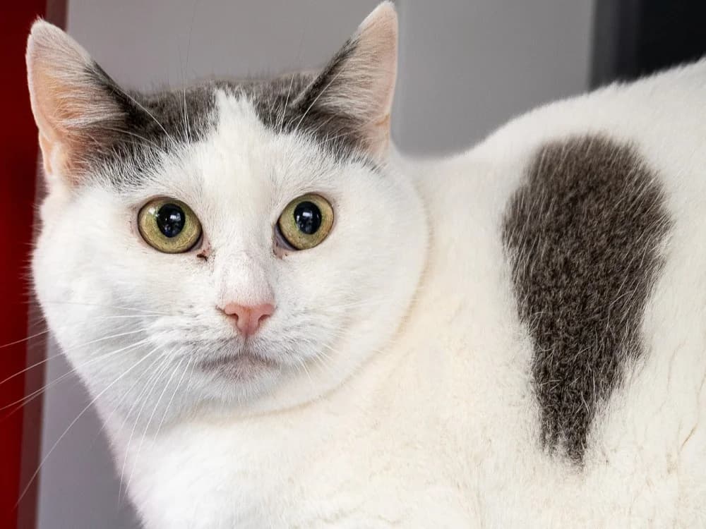 Camila, female mixed breed for adoption at Amiens), Poulainville