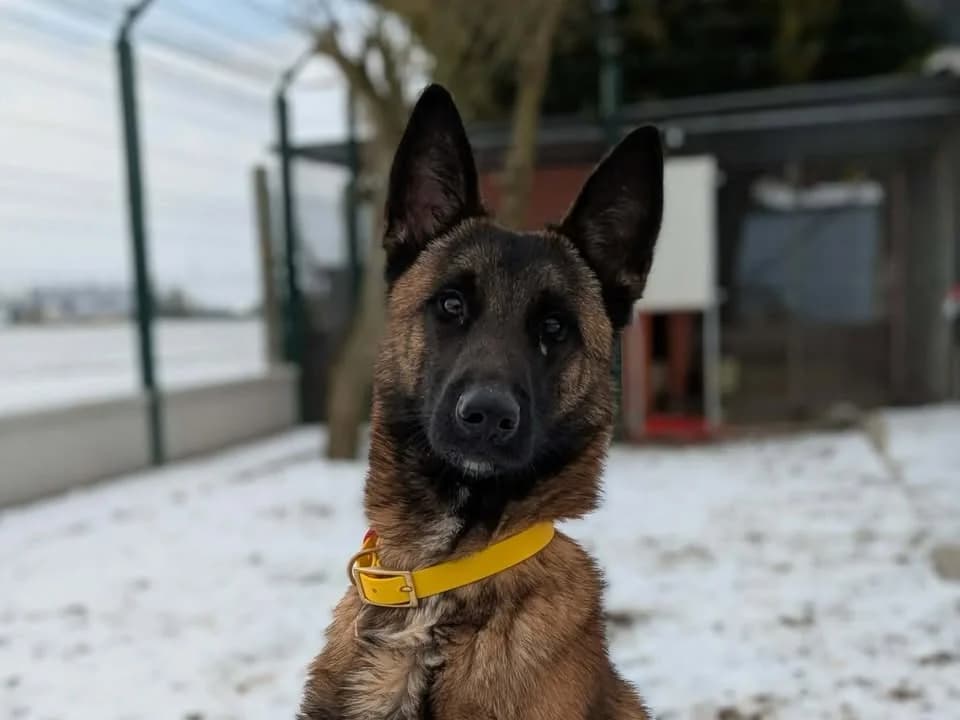 Vortex, male Belgian Malinois for adoption at Amiens), Poulainville