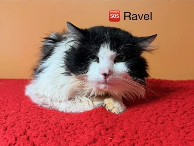 RAVEL, male 3yo mixed breed for adoption at Amiens), Poulainville