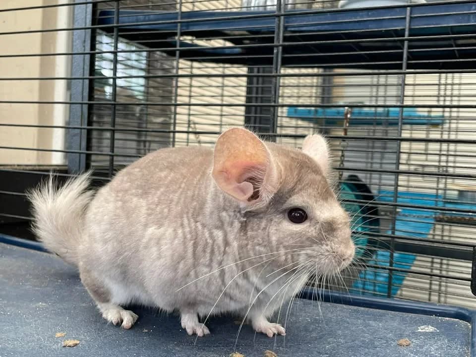 GEORGES, male 5yo Chinchilla for adoption at Amiens), Poulainville